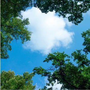 Stampa fotografica nuvola con foresta - 1 lastra acrilica con stampa, per pannelli LED 60x60 cm