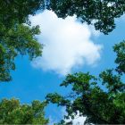 Stampa fotografica nuvola con foresta - 1 lastra acrilica con stampa, per pannelli LED 60x60 cm